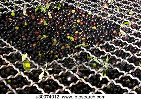 olives under steel wire mesh in vat ready for pressing View Large Photo Image Stock Image - olives under steel wire mesh in vat ready for pressing. Fotosearch
