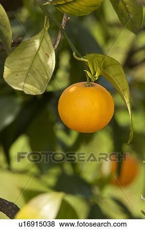 Orange hanging on tree in Southern Italy View Large Photo Image Stock Photo - Orange hanging on tree in Southern Italy. Fotosearch