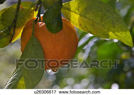 Stock Photo - Orange on fruit tree, with dew drop hanging, Sorrento, Amalfi Coast, Italy. Fotosearch