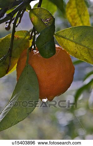 Orange on fruit tree, with dew drop hanging, Sorrento, Amalfi Coast, Italy View Large Photo Image Stock Photograph - Orange on fruit tree, with dew drop hanging, Sorrento, Amalfi Coast, Italy. Fotosearch