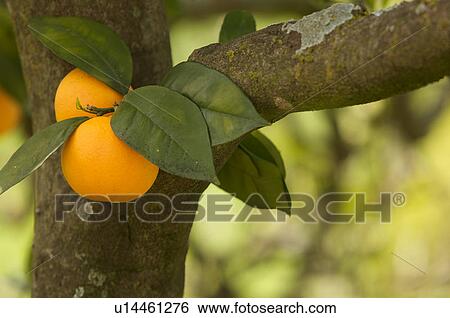 Stock Photograph - Oranges clustered on tree trunk in Southern Italy. Fotosearch