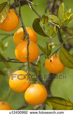 Oranges hanging on tree in Southern Italy View Large Photo Image Stock Image - Oranges hanging on tree in Southern Italy. Fotosearch