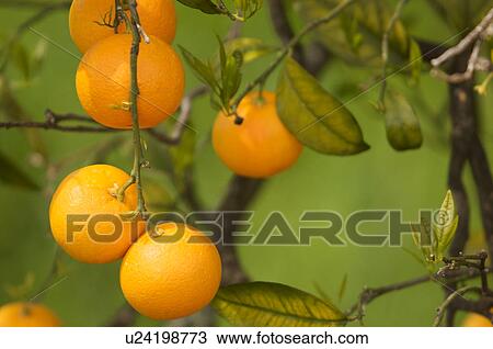 Stock Image - Oranges hanging on tree in Southern Italy. Fotosearch