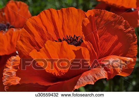 Oriental red poppy backlit closeup of flower in garden View Large Photo Image Stock Image - Oriental red poppy backlit closeup of flower in garden. Fotosearch