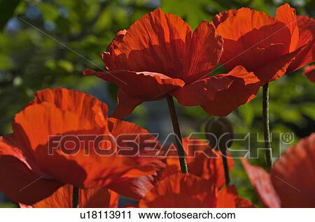 Oriental red poppy closeup of flower and buds, in garden View Large Photo Image Stock Image - Oriental red poppy closeup of flower and buds, in garden. Fotosearch