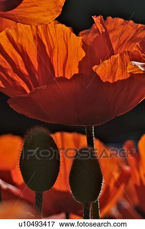 Oriental red poppy closeup of flower and buds, backlit in garden View Large Photo Image Stock Photo - Oriental red poppy closeup of flower and buds, backlit in garden. Fotosearch
