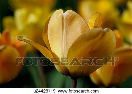 Ottawa Tulip Fesitival, yellow tulip, Canada View Large Photo Image Stock Photo - Ottawa Tulip Fesitival, yellow tulip, Canada. Fotosearch