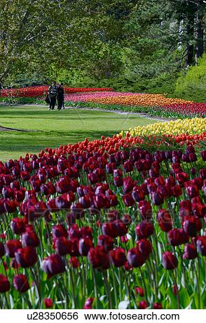 Stock Photograph - Ottawa Tulip Festival assorted coloured flower beds, Canada. Fotosearch