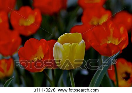 Stock Photo - Ottawa Tulip Festival red tulips and one yellow tulip, Canada. Fotosearch