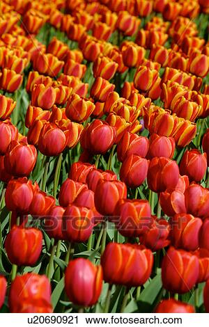 Stock Image - Ottawa Tulip Festival with red and yellow tulips, Canada. Fotosearch