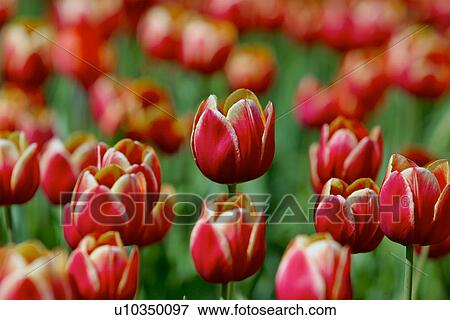Ottawa Tulip Festival with red and white tulips, Canada View Large Photo Image Stock Photo - Ottawa Tulip Festival with red and white tulips, Canada. Fotosearch