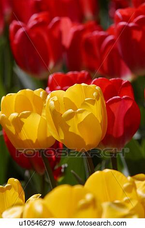 Ottawa Tulip Festival with red and yellow tulips, Canada View Large Photo Image Stock Photo - Ottawa Tulip Festival with red and yellow tulips, Canada. Fotosearch