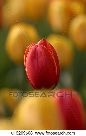 Ottawa Tulip Festival with red and yellow tulips, Canada View Large Photo Image Stock Photo - Ottawa Tulip Festival with red and yellow tulips, Canada. Fotosearch