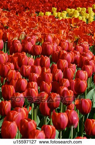 Stock Photo - Ottawa Tulip Festival with red and yellow tulips, Canada. Fotosearch