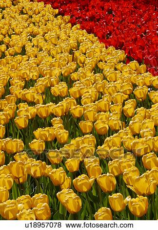 Ottawa Tulip Festival with red and yellow tulips, Canada View Large Photo Image Stock Photo - Ottawa Tulip Festival with red and yellow tulips, Canada. Fotosearch
