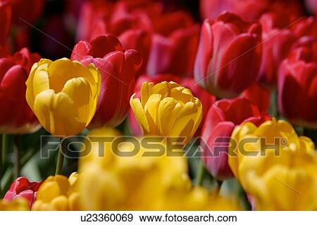 Stock Photo - Ottawa Tulip Festival with red and yellow tulips, Canada. Fotosearch