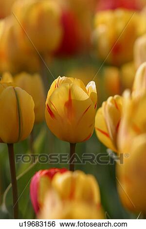 Stock Photograph - Ottawa Tulip Festival with red and yellow tulips, Canada. Fotosearch