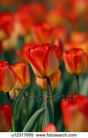 Ottawa Tulip Festival with red and yellow tulips, Canada View Large Photo Image Stock Photography - Ottawa Tulip Festival with red and yellow tulips, Canada. Fotosearch
