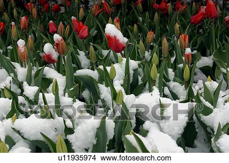 Picture - Ottawa Tulip Festival with red tulips in surprise snowfall, Canada. Fotosearch