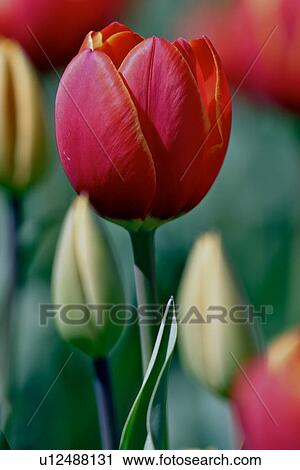 Stock Image - Ottawa Tulip Festival with red tulips, Canada. Fotosearch