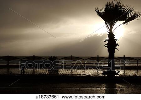 Stock Image - Palm tree on Agropoli sea front at dusk in storm, Campania, Italy. Fotosearch