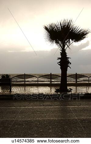 palm tree on Agropoli sea front at dusk in storm, Southern Italy View Large Photo Image Stock Photography - palm tree on Agropoli sea front at dusk in storm, Southern Italy. Fotosearch