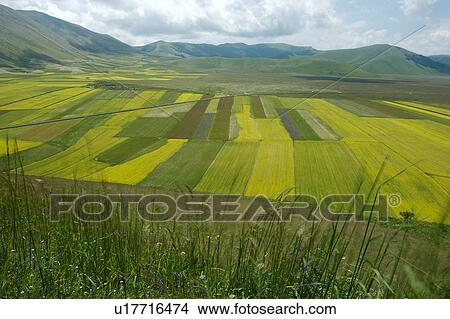 Picture - Panoramic view of lentil fields and rapeseed cultivated in mountain meadow of Piano Grande. Fotosearch