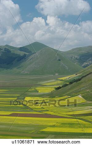 Panoramic view of lentil fields and rapeseed cultivated in mountain meadow of Piano Grande View Large Photo Image Stock Image - Panoramic view of lentil fields and rapeseed cultivated in mountain meadow of Piano Grande. Fotosearch