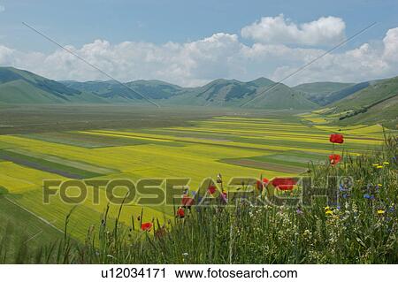 Panoramic view of lentil fields and rapeseed cultivated in mountain meadow of Piano Grande View Large Photo Image Stock Image - Panoramic view of lentil fields and rapeseed cultivated in mountain meadow of Piano Grande. Fotosearch