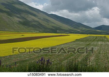 Panoramic view of lentil fields and rapeseed cultivated in mountain meadow of Piano Grande View Large Photo Image Stock Image - Panoramic view of lentil fields and rapeseed cultivated in mountain meadow of Piano Grande. Fotosearch
