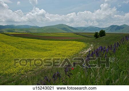 Panoramic view of lentil fields and rapeseed cultivated in mountain meadow of Piano Grande View Large Photo Image Stock Image - Panoramic view of lentil fields and rapeseed cultivated in mountain meadow of Piano Grande. Fotosearch