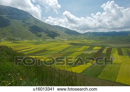 Panoramic view of lentil fields and rapeseed cultivated in mountain meadow of Piano Grande View Large Photo Image Stock Image - Panoramic view of lentil fields and rapeseed cultivated in mountain meadow of Piano Grande. Fotosearch