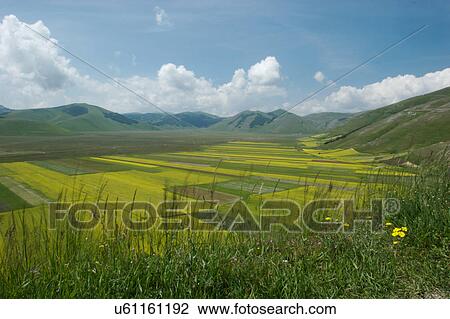 Panoramic view of lentil fields and rapeseed cultivated in mountain meadow of Piano Grande View Large Photo Image Stock Image - Panoramic view of lentil fields and rapeseed cultivated in mountain meadow of Piano Grande. Fotosearch