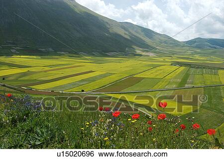 Stock Photograph - Panoramic view of lentil fields and rapeseed cultivated in mountain meadow of Piano Grande. Fotosearch
