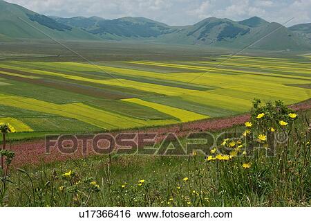 Panoramic view of lentil fields and rapeseed cultivated in mountain meadow of Piano Grande View Large Photo Image Stock Photograph - Panoramic view of lentil fields and rapeseed cultivated in mountain meadow of Piano Grande. Fotosearch