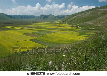Panoramic view of lentil fields and rapeseed cultivated in mountain meadow of Piano Grande View Large Photo Image Stock Photography - Panoramic view of lentil fields and rapeseed cultivated in mountain meadow of Piano Grande. Fotosearch