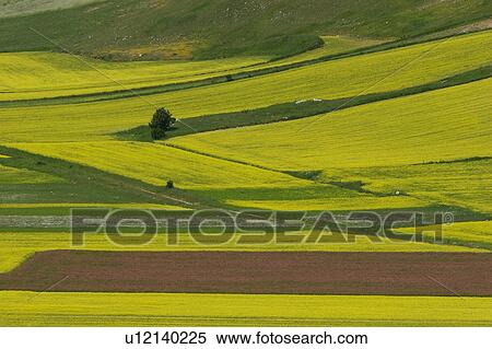 Panoramic view of Piano Grande, Lentil fields and rapeseed, Piano Grande, Umbria, Italy View Large Photo Image Stock Photography - Panoramic view of Piano Grande, Lentil fields and rapeseed, Piano Grande, Umbria, Italy. Fotosearch