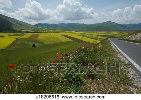 Stock Photography - Panoramic view of road winding alongside lentil fields and rapeseed cultivated in mountain meadow of Piano Grande. Fotosearch