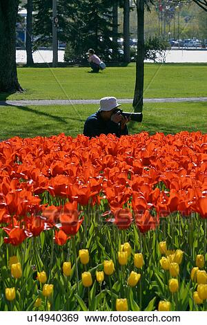 Photography enthusiasm at Ottawa Tulip Festival, Canada View Large Photo Image Stock Photo - Photography enthusiasm at Ottawa Tulip Festival, Canada. Fotosearch