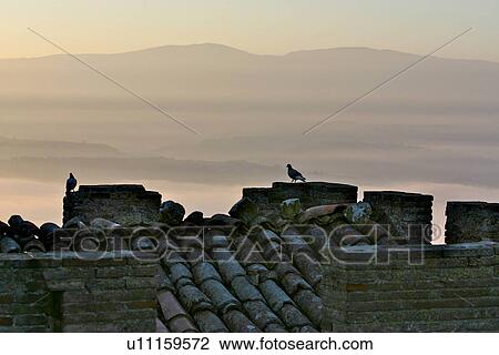 Stock Image - pigeons silhouetted on medieval tower in early morning fog, MonteCastello di Vibio, Umbria, Italy. Fotosearch