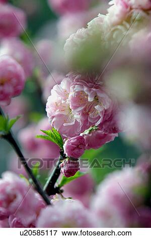 Pink and white Almond blossom, View Large Photo Image Stock Photo - Pink and white Almond blossom, . Fotosearch
