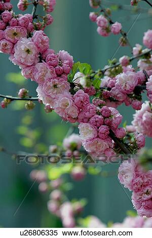 Stock Photography - Pink and white Almond blossom. Fotosearch