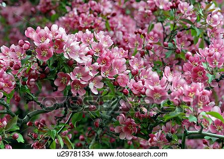 Picture - Pink Crabapple blossom on branch. Fotosearch
