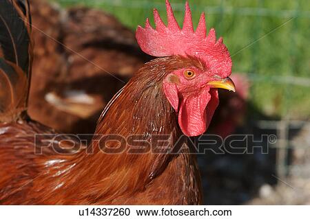 Profile of chestnut coloured rooster with scarlet crest and wattle, in summer sunshine, selective focus, green grass background View Large Photo Image Stock Image - Profile of chestnut coloured rooster with scarlet crest and wattle, in summer sunshine, selective focus, green grass background. Fotosearch