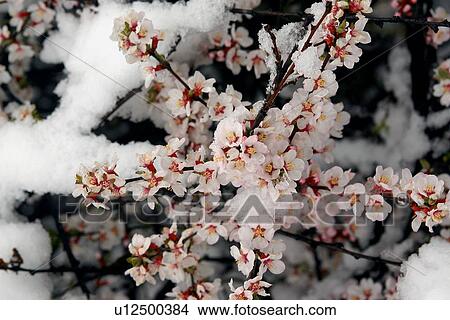 Prunus bush blossoms in snow View Large Photo Image Picture - Prunus bush blossoms in snow. Fotosearch