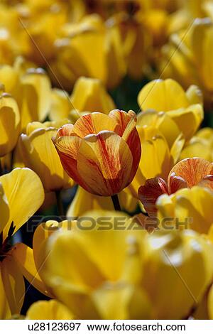 Stock Photo - Red and yellow tulip in yellow tulip bed, Ottawa Tulip Festival, Canada. Fotosearch