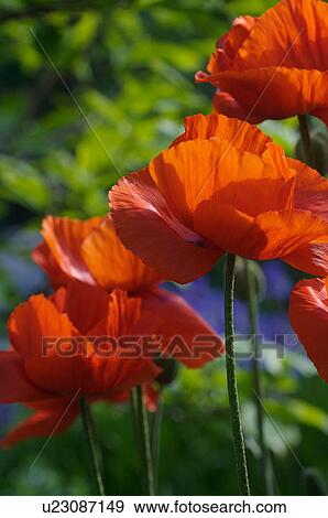 Red Oriental poppy flowers backlit in garden View Large Photo Image Stock Photo - Red Oriental poppy flowers backlit in garden. Fotosearch