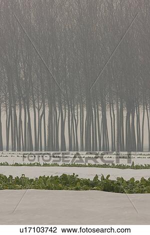 Row of poplar trees in winter morning fog, with rows of planted vegetables covered by plastic sheeting View Large Photo Image Stock Image - Row of poplar trees in winter morning fog, with rows of planted vegetables covered by plastic sheeting. Fotosearch