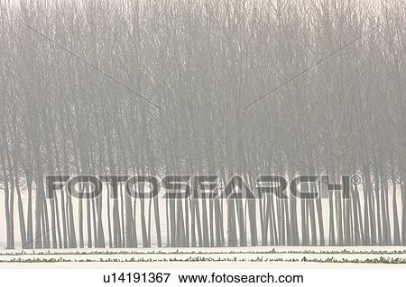 Stock Photo - Row of poplar trees in winter morning fog, with rows of planted vegetables covered by plastic sheeting. Fotosearch