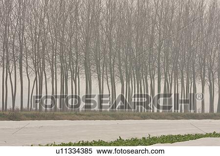 Stock Photography - Row of poplar trees in winter morning fog, with rows of planted vegetables covered by plastic sheeting. Fotosearch